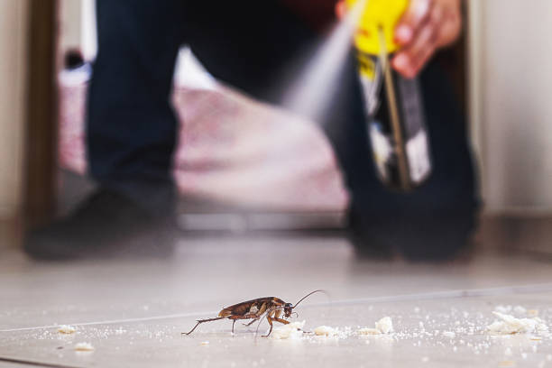 Best Termite Control Services  in Mathews, VA